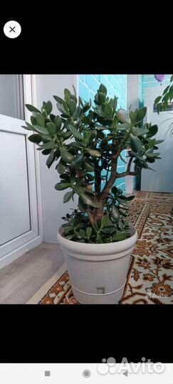 Толстянка, денежное дерево