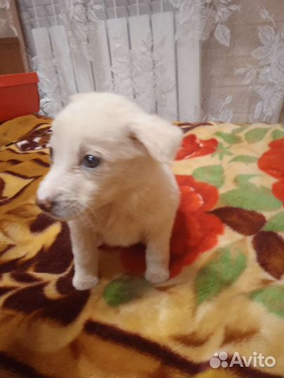 Щенок девочка Тая в добрые руки