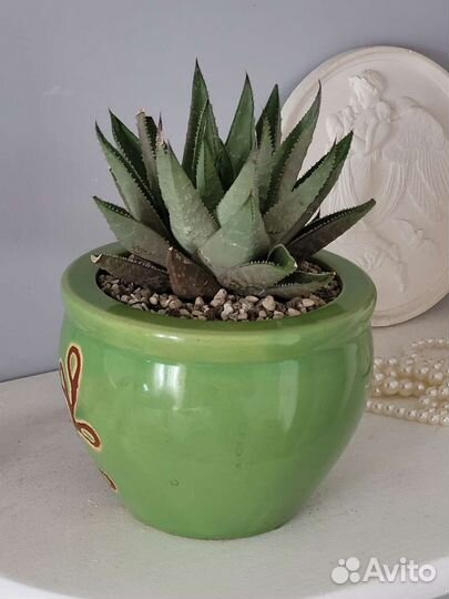 Хавортия Саванна