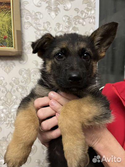 Немецкая овчарка