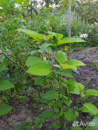 Гортензия древовидная