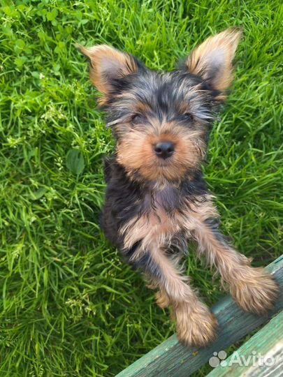 Йоркширский терьер щенки девочки