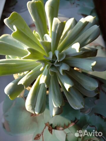 Суккуленты