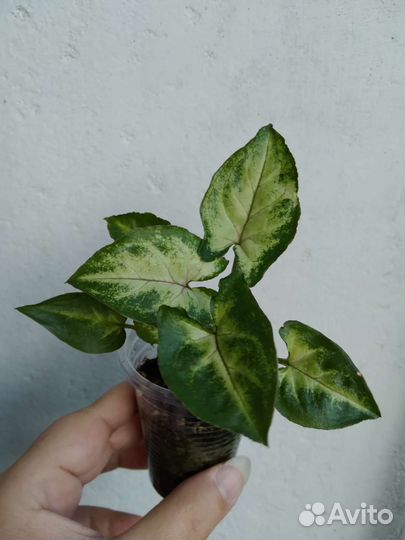 Сингониум Орм мани, комнатные растения