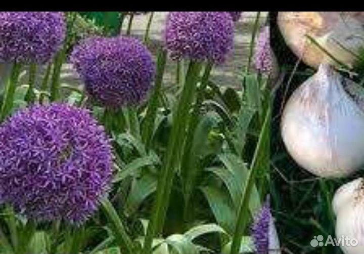 Лук Суворова