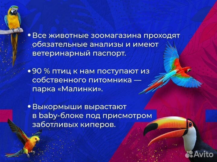 Амазон синелобый