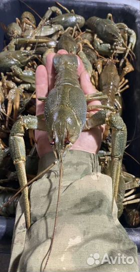 Волжские раки