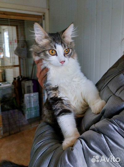 Котёнок Энрике