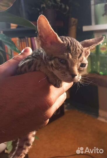 Донской сфинкс