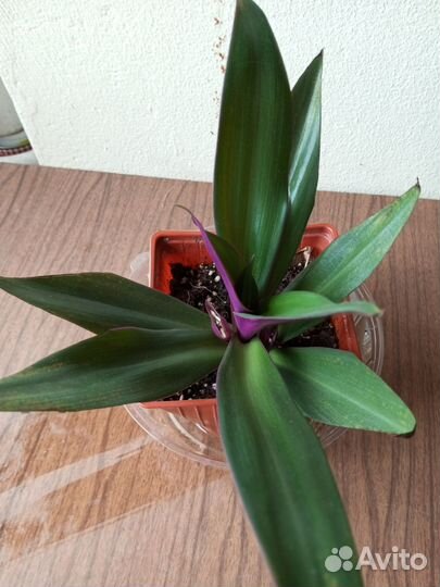 Комнатные растения цветы