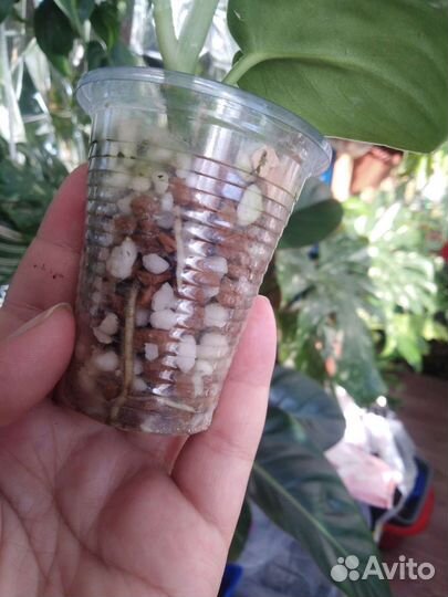 Эпипремнум, сциндапсус, филодендрон,сансевиерия