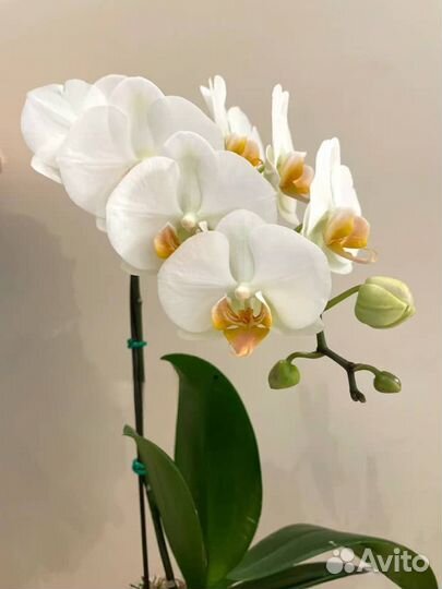 Фаленопсис Дарвин