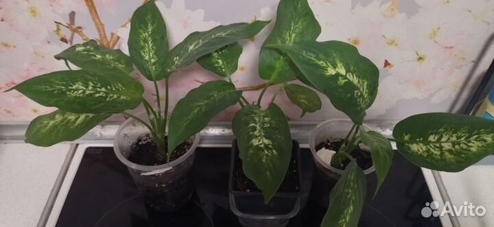 Диффенбахии