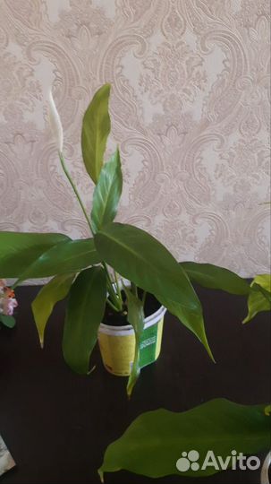 Спатифиллум