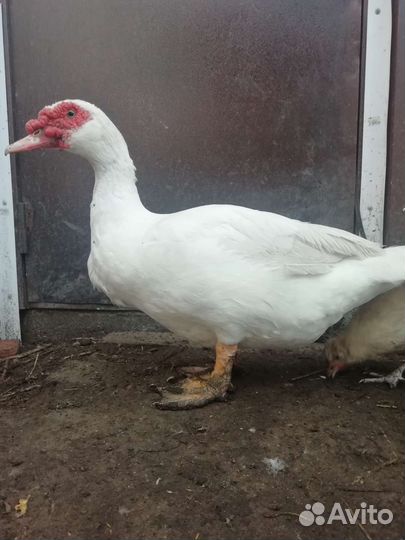 Селезни индоутки