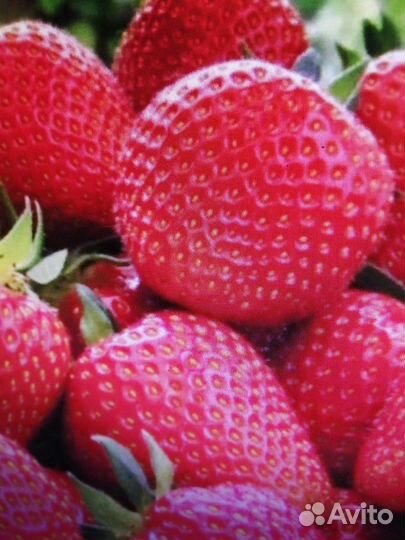 Рассада клубники