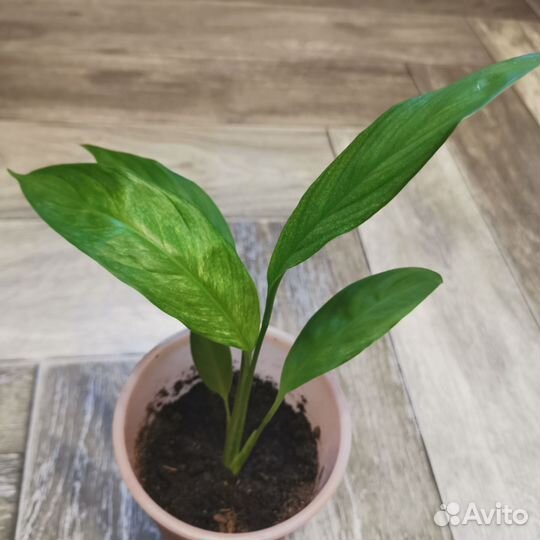 Спатифиллум нью ван