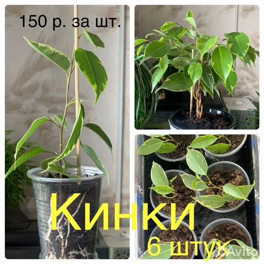 Фикус бенджамина Реджинальд, Голден Моник, Кинки