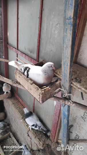 Голуби такла (турки)