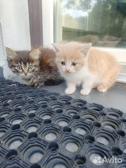 Котята в добрые заботливые руки