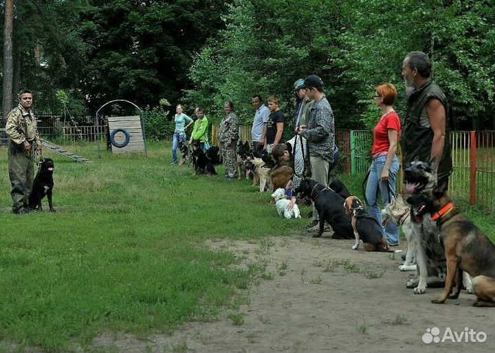 Дрессировка собак