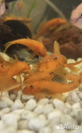 Анциструс super ред