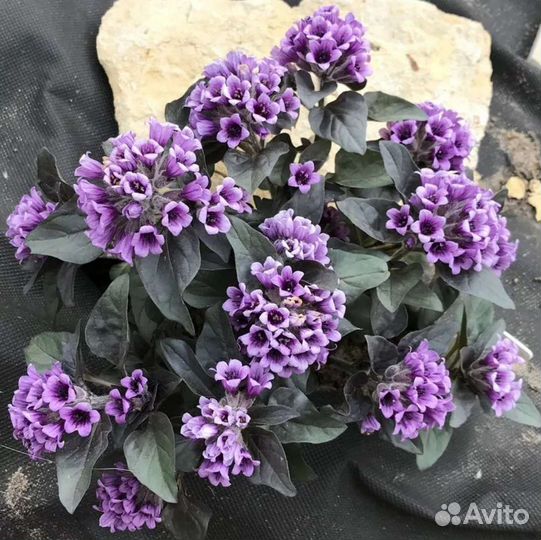 Саженцы Цветы Земляника