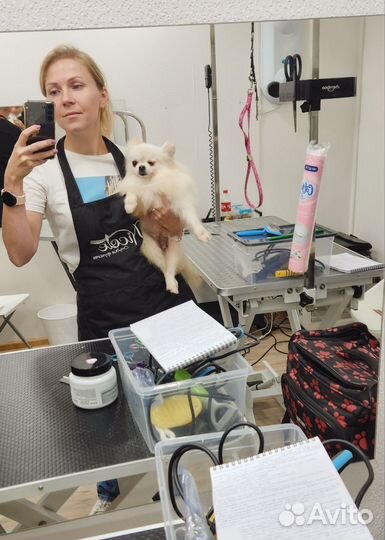 Груминг собак и кошек. Стрижка бесплатно