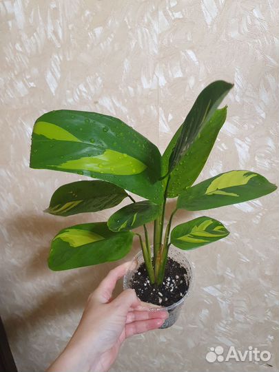 Ктенанта Лубберса