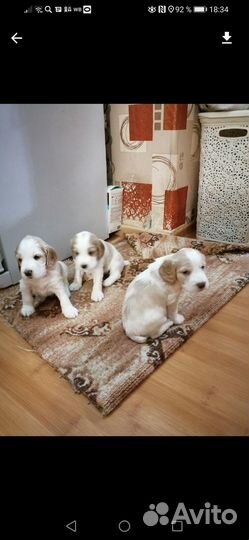 Русский спаниель