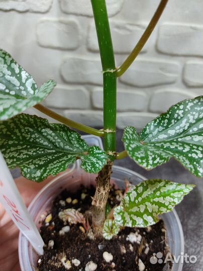 Бегония тростниковая Tike Jade