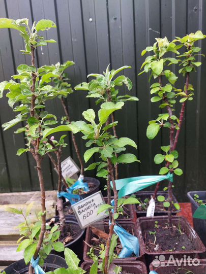 Яблоня колоновидная