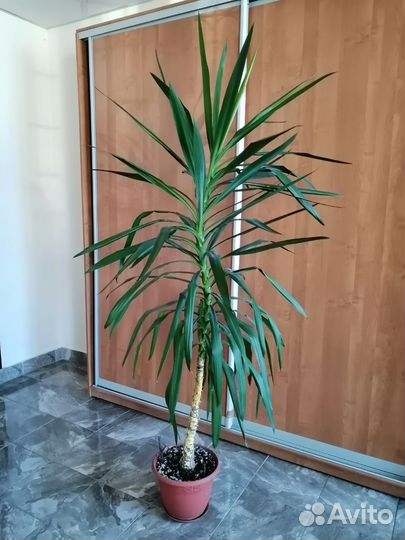 Пальма Юкка 2 метра с +