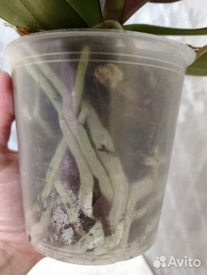 Орхидея Биг-Лип Долматин отцветает