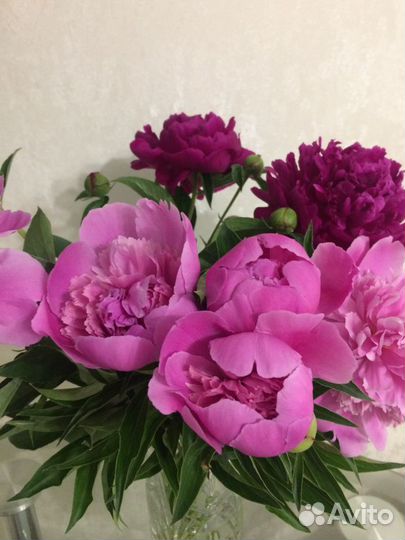 Многолетники для сада цветы