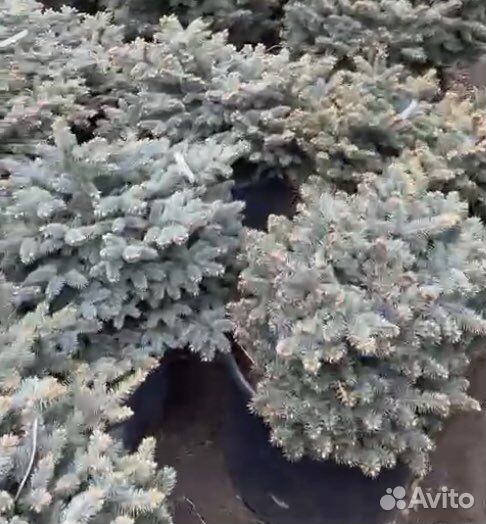 Ель голубая 