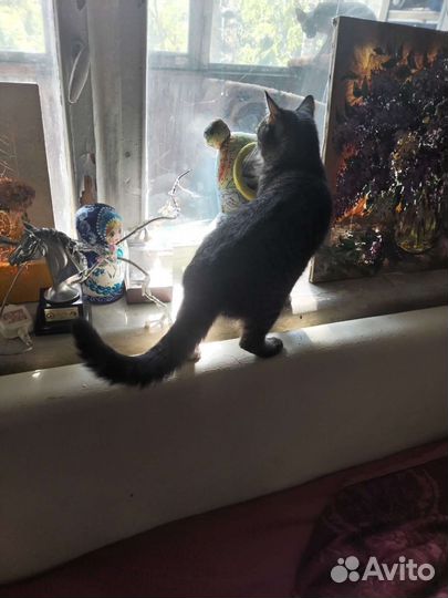 Передержка кошек и котиков