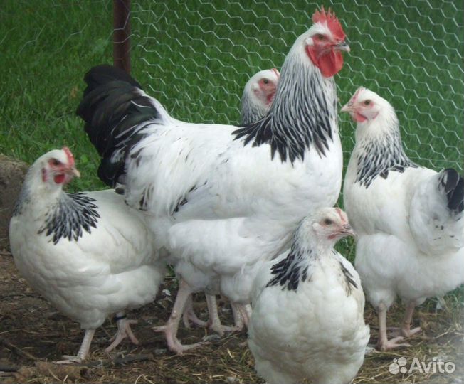 Куры молодки несушки с доставкой до дома
