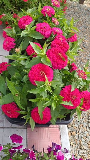 Рассада петунии