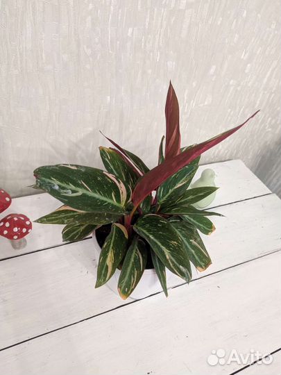 Панданус. Строманта. Монстера