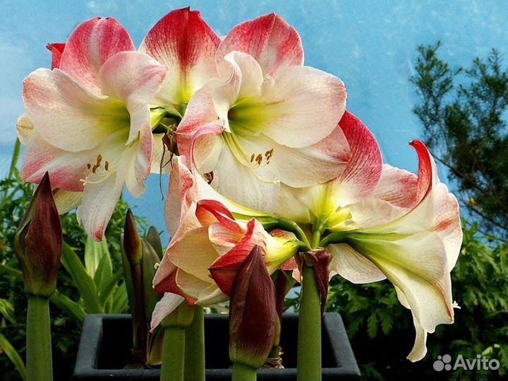 Гиппеаструм амариллис луковицы