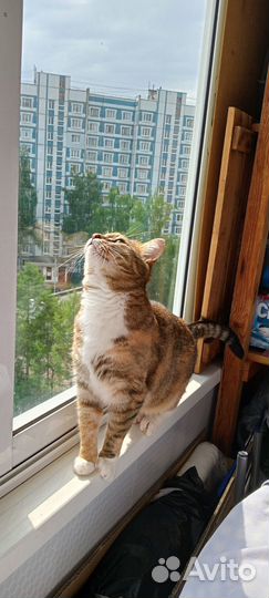 Отдам в добрые руки кошку