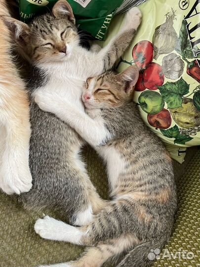 Кошечки в добрые руки