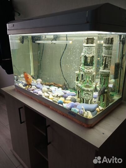 Аквариум с тумбой jebo плюс всё содержимое