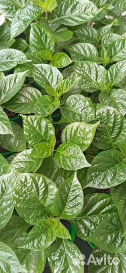Aji charapita острый перец