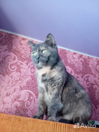 Кошечка стерилизованная ищет дом