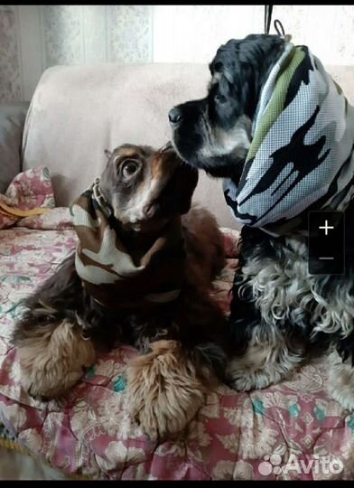 Шапочка для спаниелей, снуд