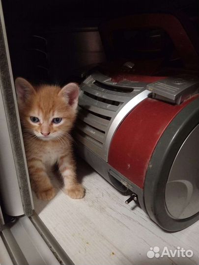 Котята, все мальчики