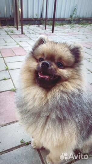 Померанский шпиц вязка