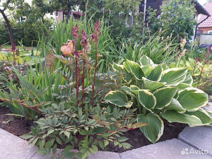 Астильба, хоста, виноград девичий